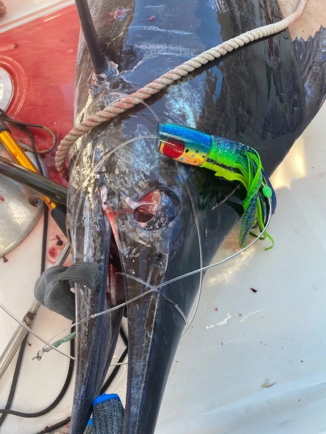 Mahi Mahi Blunt Cut Face